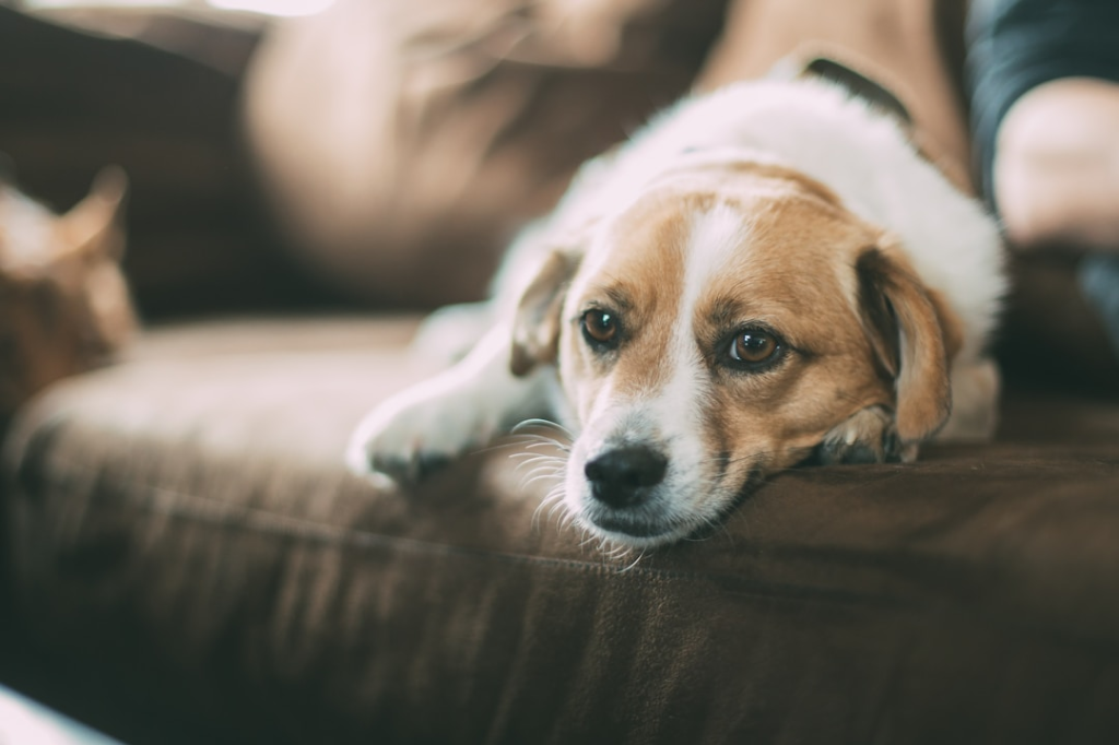 Мешки для собачьих какашек — незаменимый инструмент для владельцев домашних животных